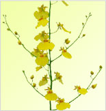 Oncidium