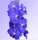 Vanda